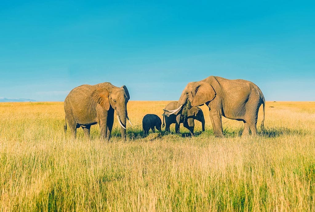 Elephant Guides Of Nepal